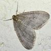 Operophtera sp.